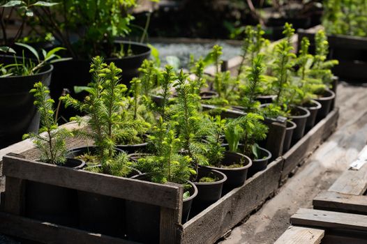 A row of pots with sprouts of coniferous trees. Agricultural store.