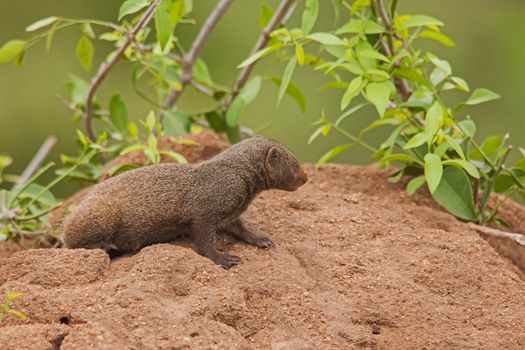 The Dwarf Mongoose (Helogale parvula) is not only the smallest member of the mongoose family, it is the smalles carnivore in all of Africa,