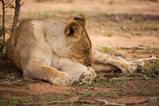A single female Lion (Panthera leo) resting in the shade of a tree in Kruger National Park. South Africa