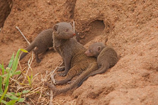 Dwarf Mongoose (Helogale parvula) mother and pup