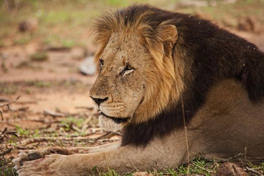 A single male Lion (Panthera leo) resting in the shade of a tree in Kruger National Park. South Africa