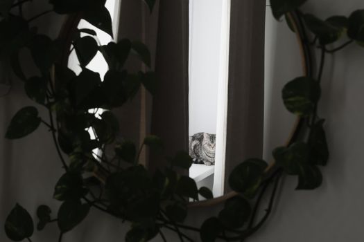 funny tabby scottish straight cat at home. Cat portrait.