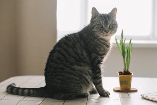 funny tabby scottish straight cat at home. Cat portrait.