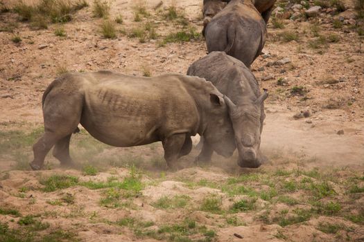 Two dehorned White Rhino (Ceratotherium simum) fighting in Kruger National Park. South African National Parks dehorn rhinos in an attempt curb poaching