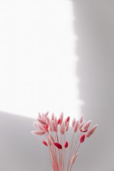 Still life of pink dry lagurus flowers on white background with copy space.