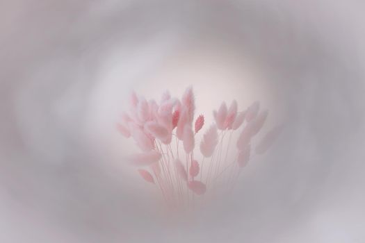 Still life of pink dry lagurus flowers on white background with copy space.