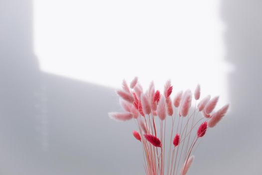 Still life of pink dry lagurus flowers on white background with copy space.