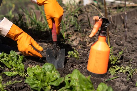 working with spinach in the farm garden.