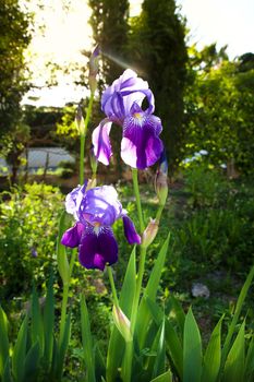 Beautiful and colorful Iris Germanica flower in the garden in Spring