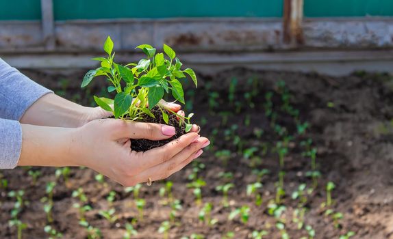 a girl holds pepper seedlings in her hands, against the backdrop of a garden, farm, greenhouse. selective focus