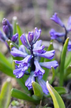 Large flower bed with multi-colored hyacinths, traditional easter flowers, flower background, easter spring background.