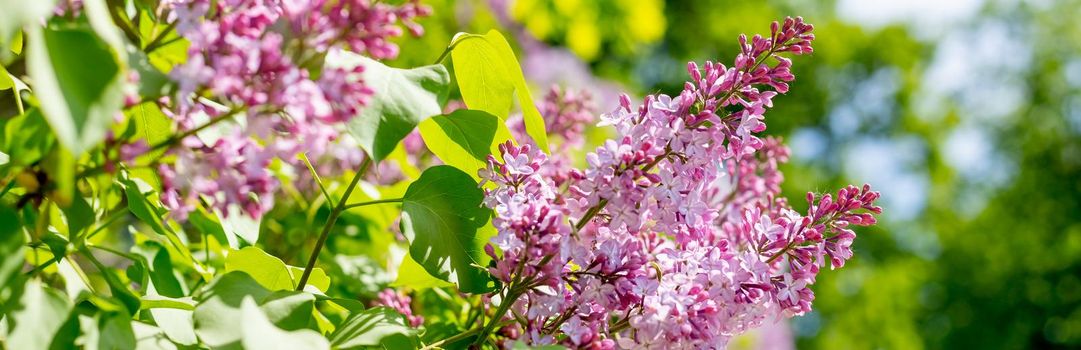 The beautiful branch of blooming fresh lilac flowers on blurred green leaves background with copy space