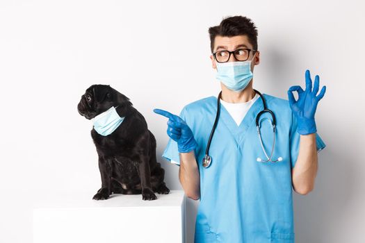 Funny black pug dog wearing medical mask, sitting near handsome veterinarian doctor showing okay sign, white background.