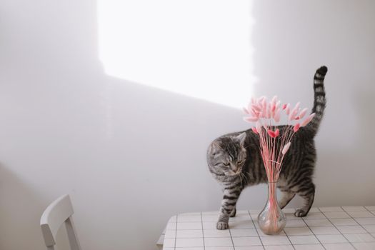 Scottish shorthair cat on the white background. Cute funny cat at the kitchen table. Spring decor home.