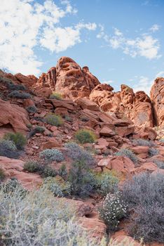 Valley of Fire Red Desert foilage