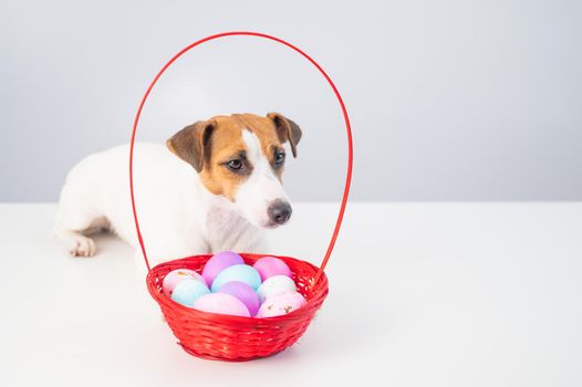 Jack russell terrier dog and a red basket with colorful eggs for easter on a white background.