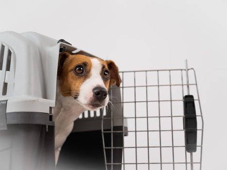 Jack Russell Terrier dog peeking out of travel cage