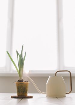 Beautiful daffodil on white background. Gardening, Spring and Easter concept