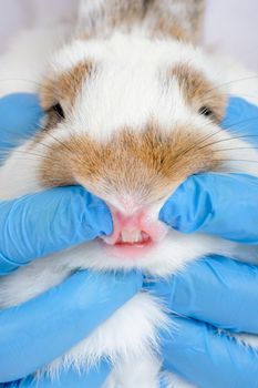 Vertical image of blue glove hands help for analysis the teeth and gum of white bunny rabbit.