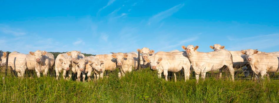 panorama picture of white cows under blue sky in green grassy french meadow