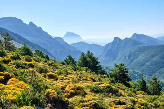 Beautiful landscape in the spanish Pyrenees with flowering yellow gorse