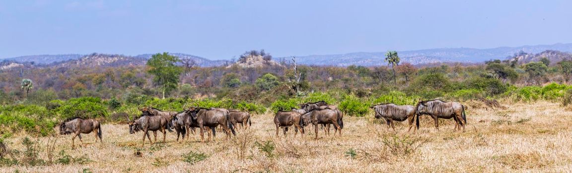 Blue wildebeest in Kruger National park, South Africa ; Specie Connochaetes taurinus family of Bovidae
