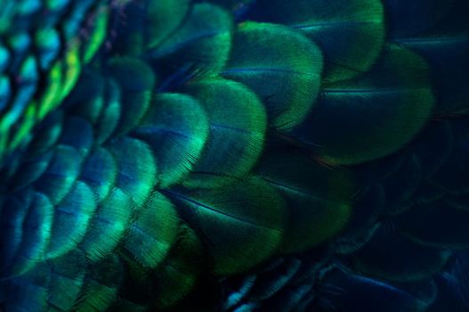 Close up of the  peacock feathers .Macro blue feather, Feather, Bird, Animal. Macro photograph.