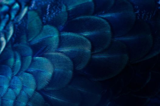 Close up of the  peacock feathers .Macro blue feather, Feather, Bird, Animal. Macro photograph.