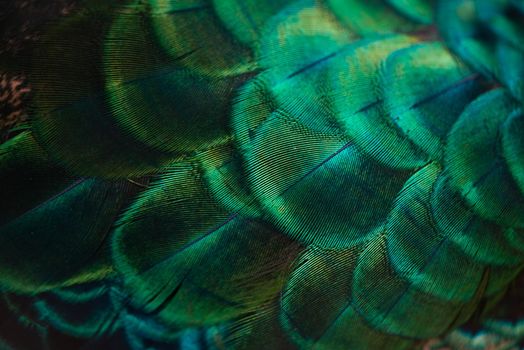 Close up of the  peacock feathers .Macro blue feather, Feather, Bird, Animal. Macro photograph.