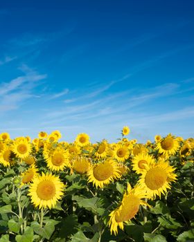 many bright yellow sunflowers bloom in french field under blue summer sky