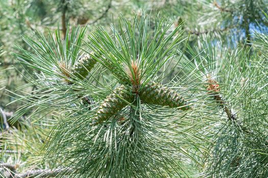 branches of coniferous trees close up as a background. High quality photo