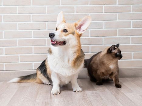 Corgi tricolor and Thai cat on the background of a brick wall