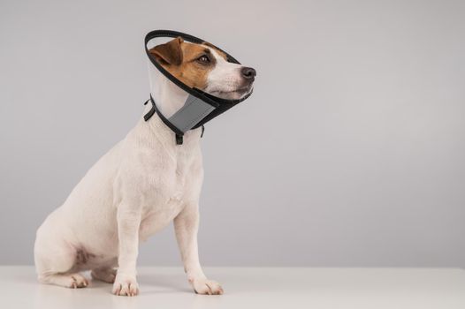 Jack Russell Terrier dog in plastic cone after surgery. Copy space