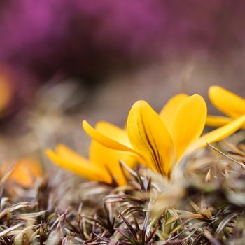 Spring is coming. The first yellow crocuses in my garden on a sunny day