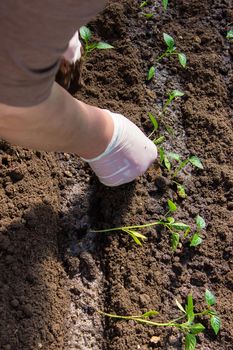 a woman is planting pepper seedlings in a greenhouse. Seedlings of sweet pepper. selective focus