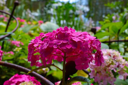 A red flowering branch of hydrangeas in the park in the summer