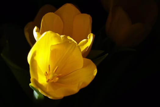 Close-up of yellow blooming tulips on a black background