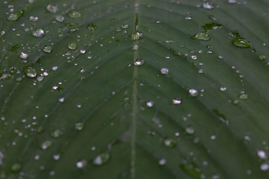 Close-up of a green sheet with drops of water after the rain