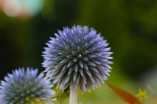 Beautiful view of the green garden flowers in spring