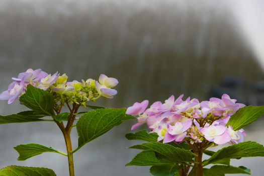 A flowering branch of hydrangeas in the park in the summer