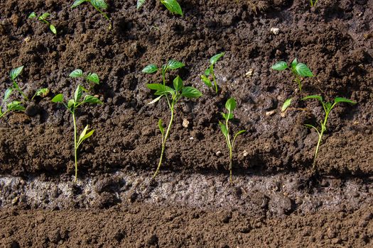 a woman is planting pepper seedlings in a greenhouse. Seedlings of sweet pepper. selective focus
