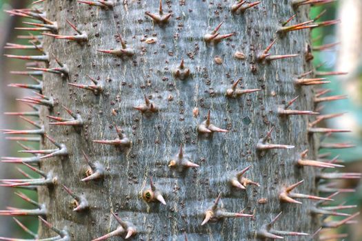 Close-up of sharp needles sticking out of the tree trunk