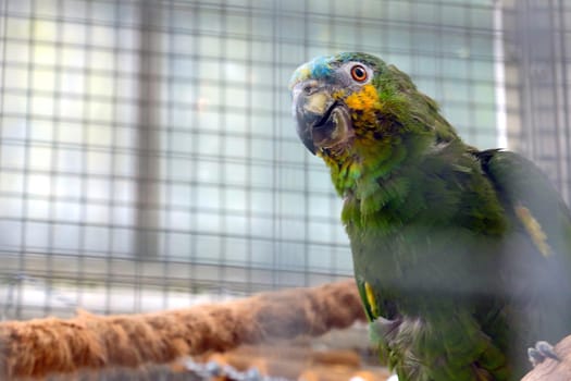 A bright large parrot sits in a cage in a room