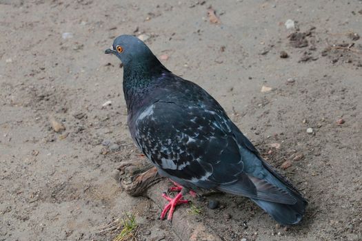 Close-up of a city pigeon. The bird sits on the ground