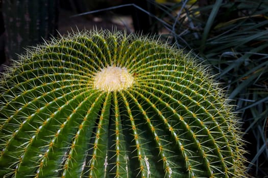 Close-up of a large green cactus with needles