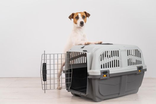 Jack Russell Terrier dog put his paws on a travel box