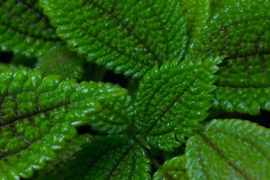 Close-up of the green leaves of plants, the background of nature