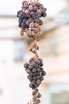 Vertical photo withered dried blue grapes close-up hanging in a vineyard. Lost harvest. Problems of growing blue grapes