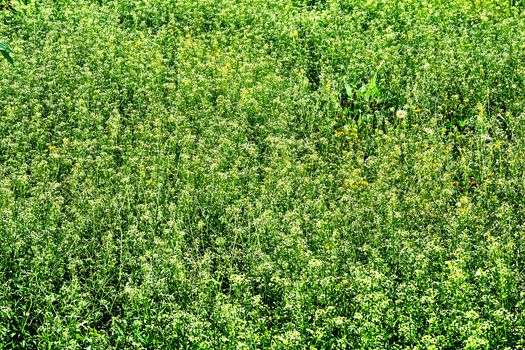 vegetation consisting of typically short plants with long, narrow leaves, growing wild or cultivated on lawns and pasture, and as a fodder crop. Green grassy carpet with yellow and white flowers.