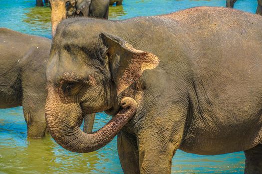 Wild elephant image (Sri Lanka Pinnala). Shooting Location: Sri Lanka